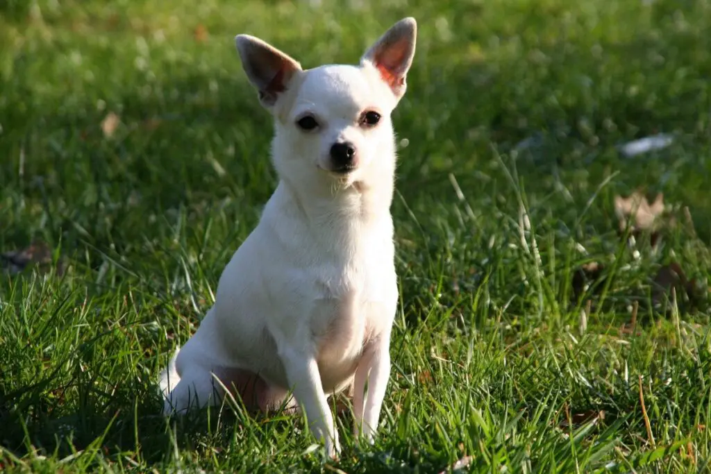 razze di cani da guardia di piccola taglia