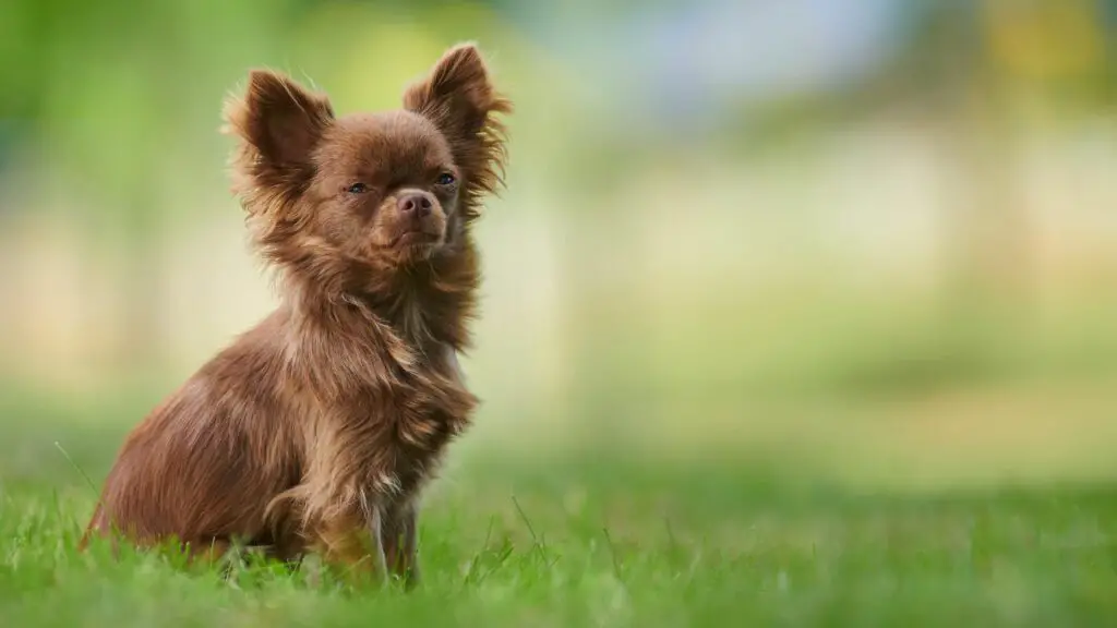 cani con il miglior temperamento