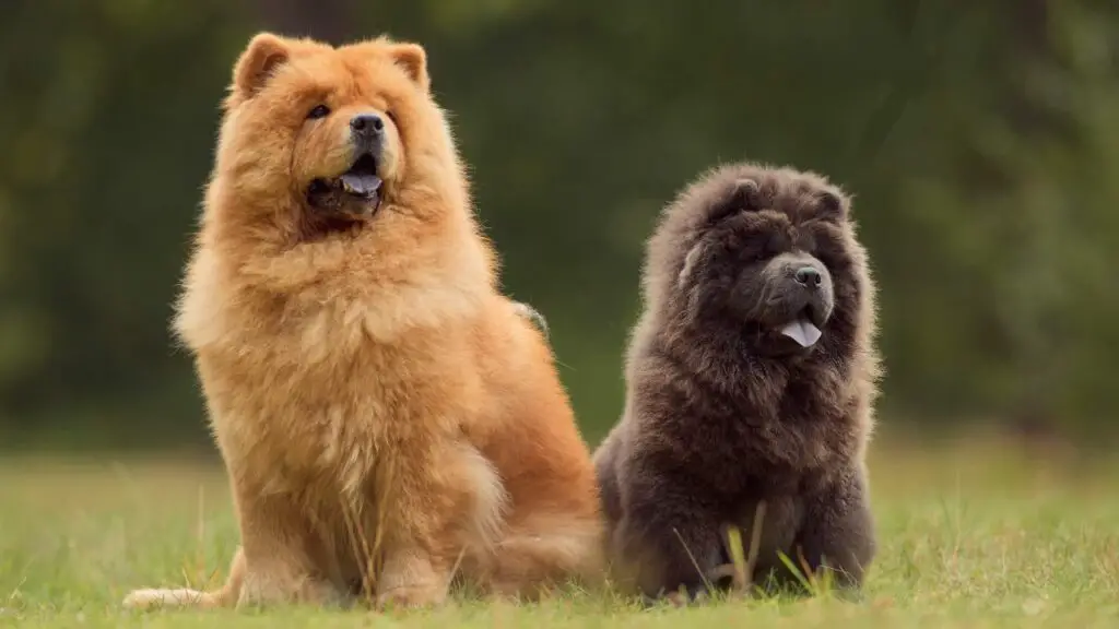 sono chow chow ad alta manutenzione
