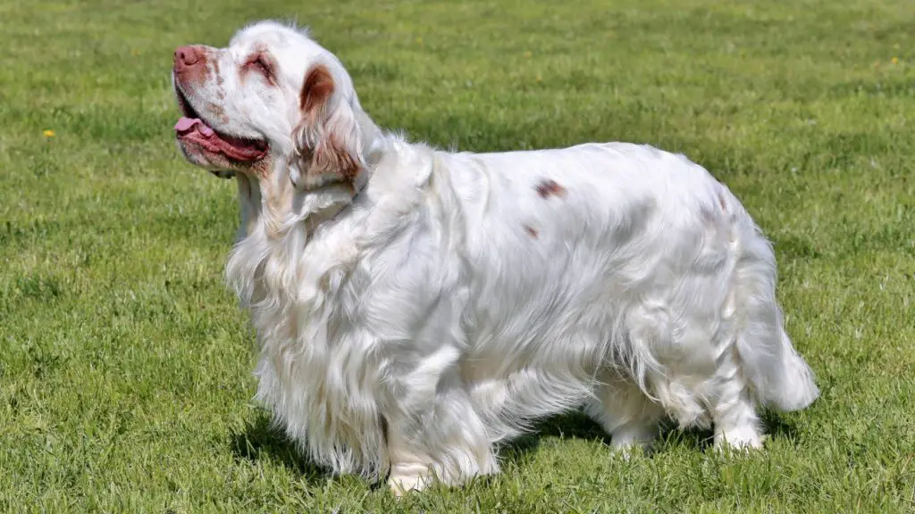 quali sono le razze di cani più calme?
