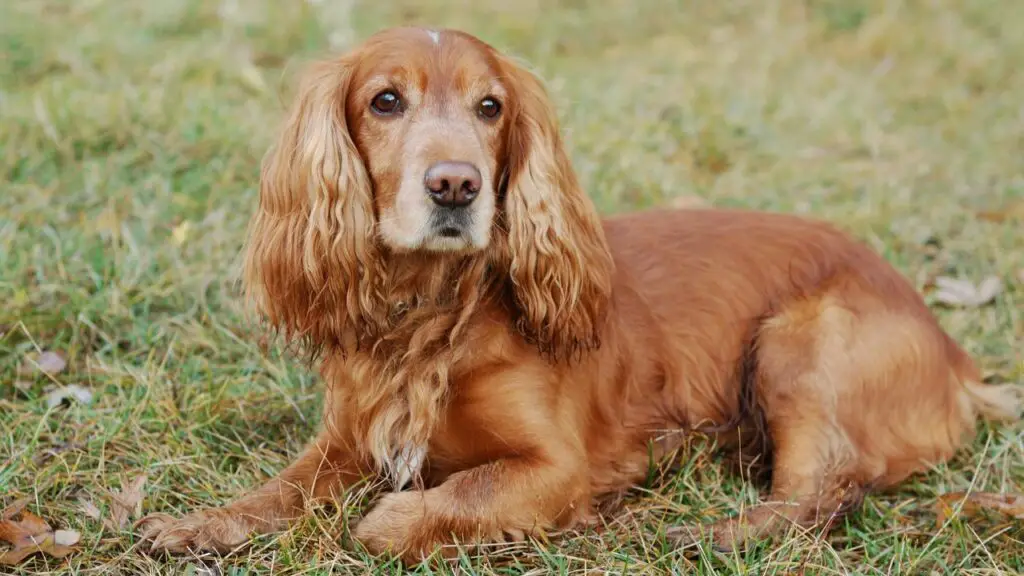 razze di cani a cui piace dormire sotto le coperte
