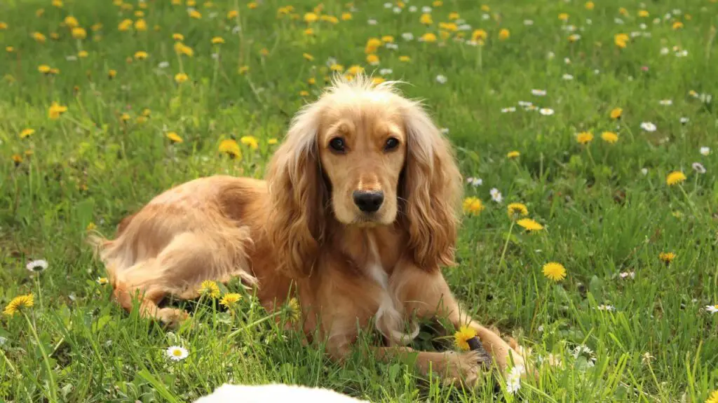 a quali alimenti sono i cani più allergici
