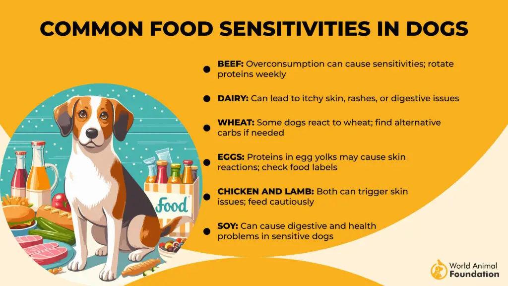 Sensibilità alimentari comuni nei cani