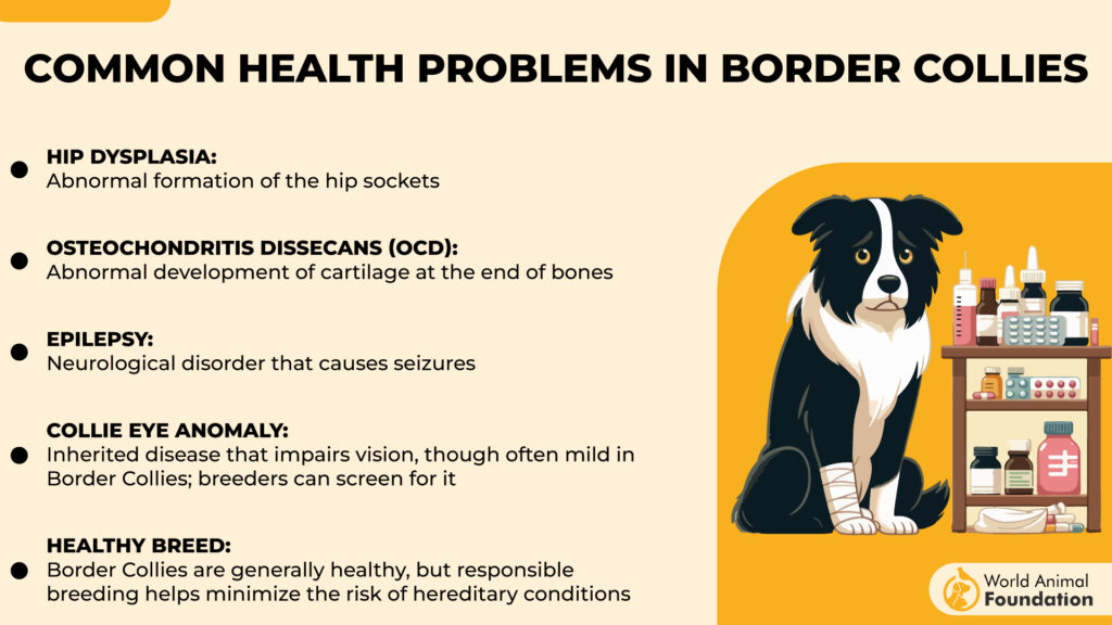 Problemi di salute comuni nei Border Collie