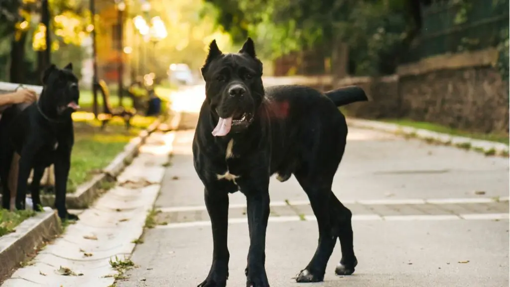 temperamento del mastino italiano