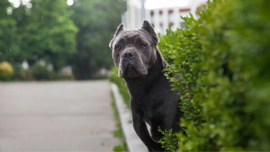 Contro del Cane Corso