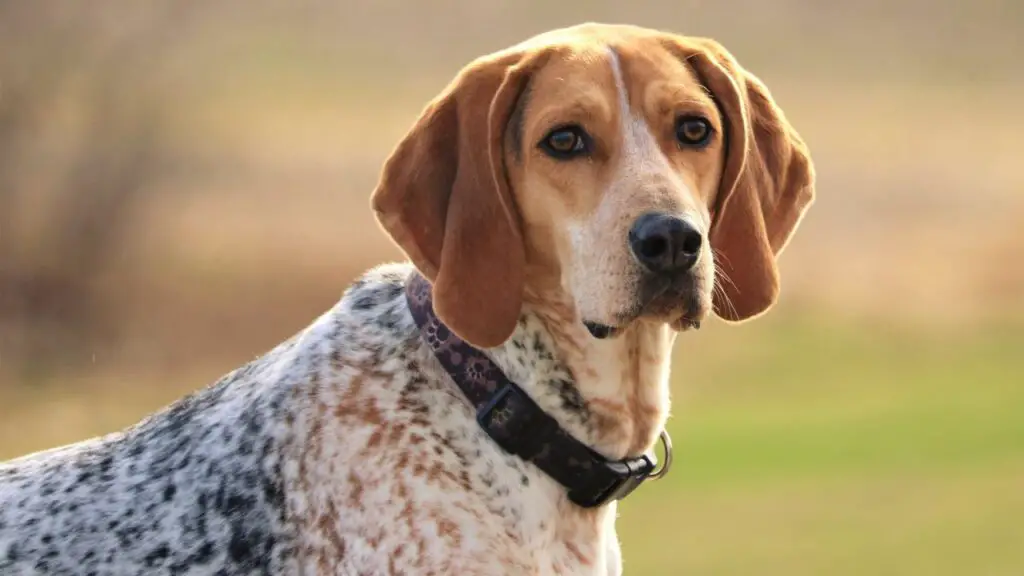 i migliori cani da caccia per cervi
