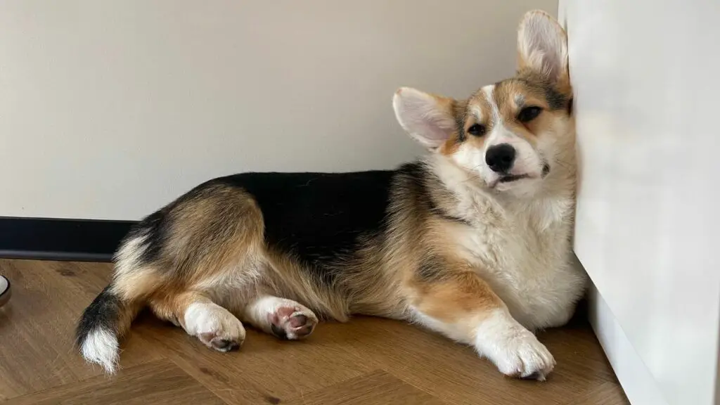 corgi che dorme sulla schiena