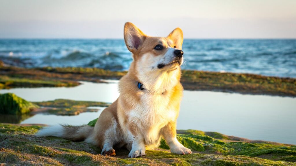 razze di cani di città