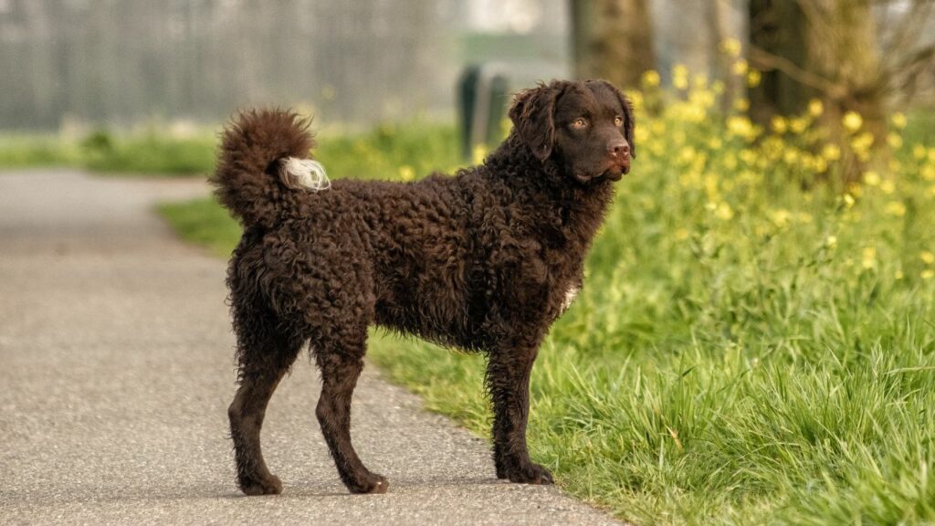 diverse razze di retriever