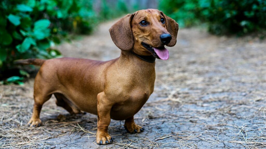 Durata della vita del cane bassotto