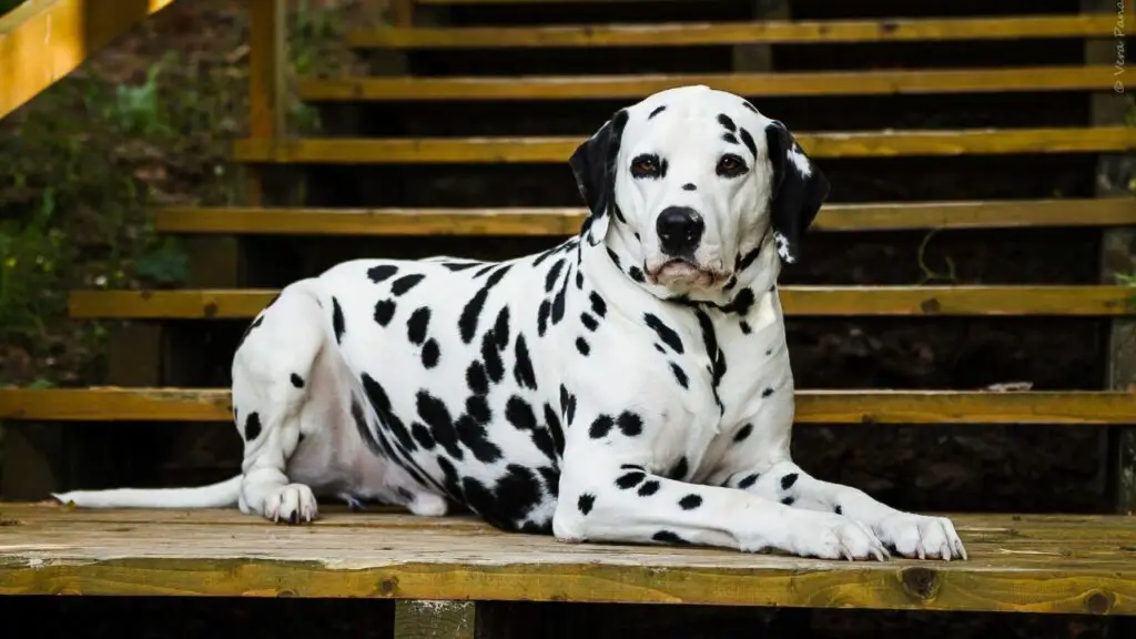 sono cani allergici al salmone
