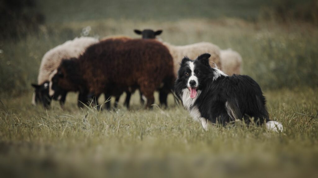 i border collie sono buoni cani