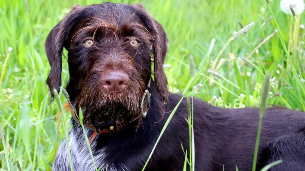 i migliori cani per il monitoraggio
