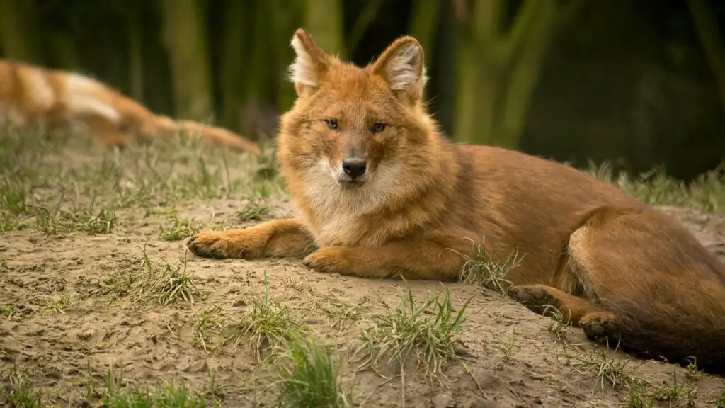 specie di cani in via di estinzione