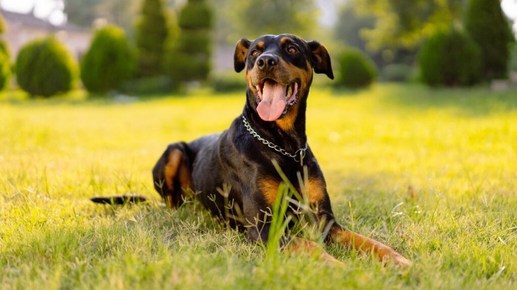 i migliori cani per la stagione calda
