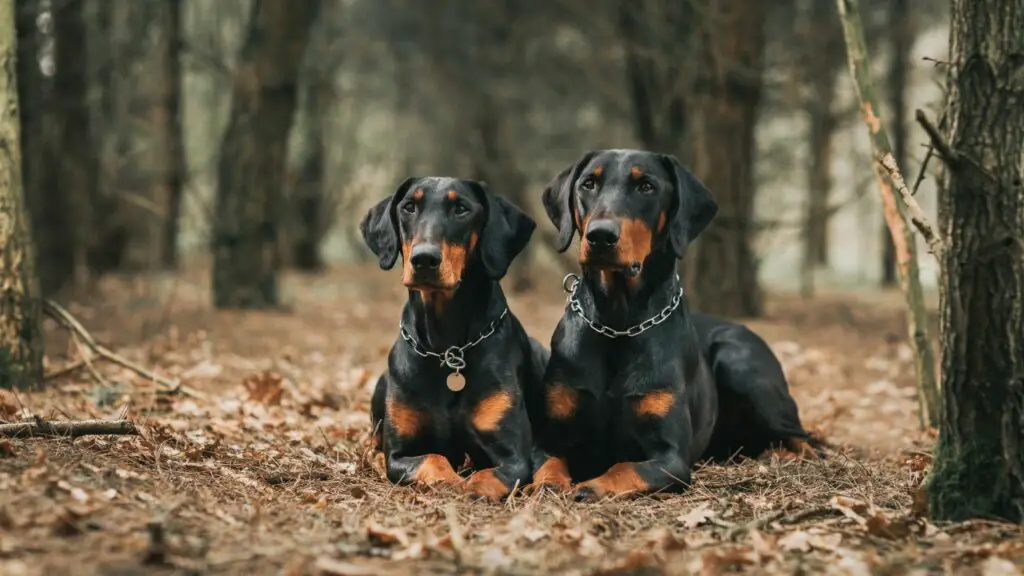 razze di cani con velcro
