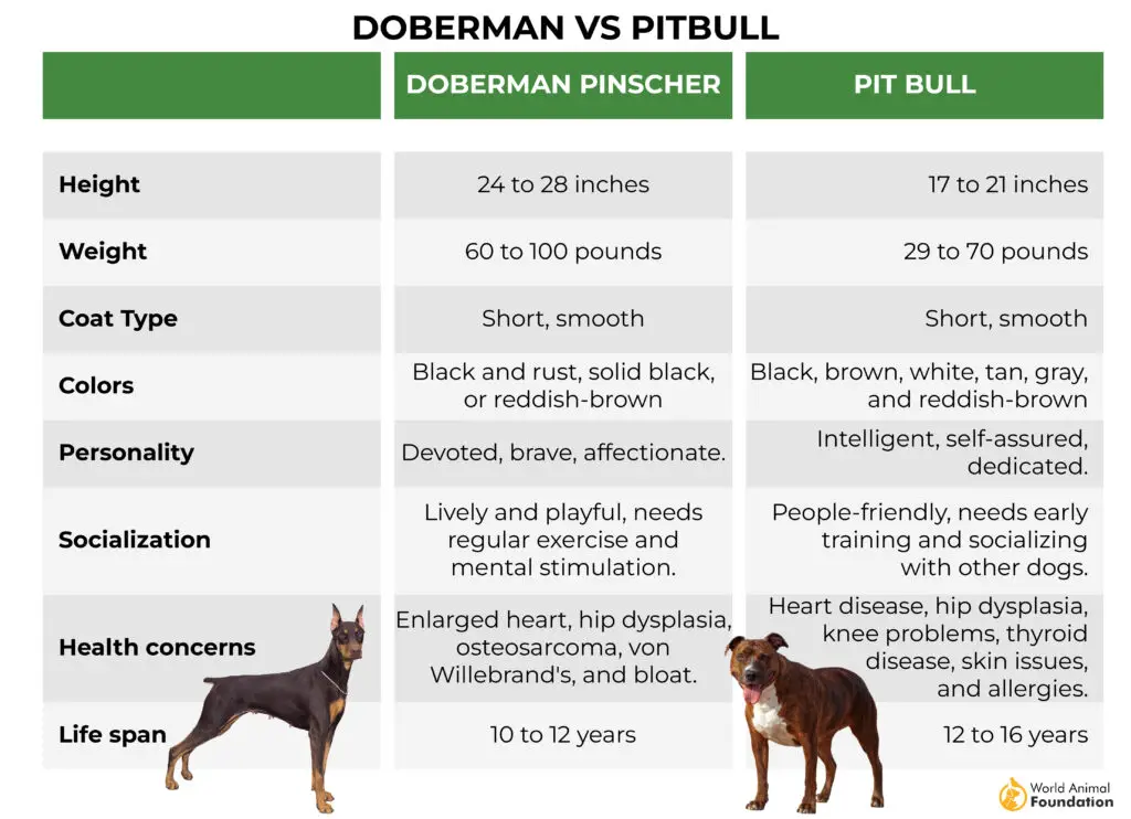 Doberman contro Pitbull