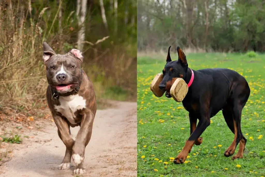 pitbull contro doberman che vince
