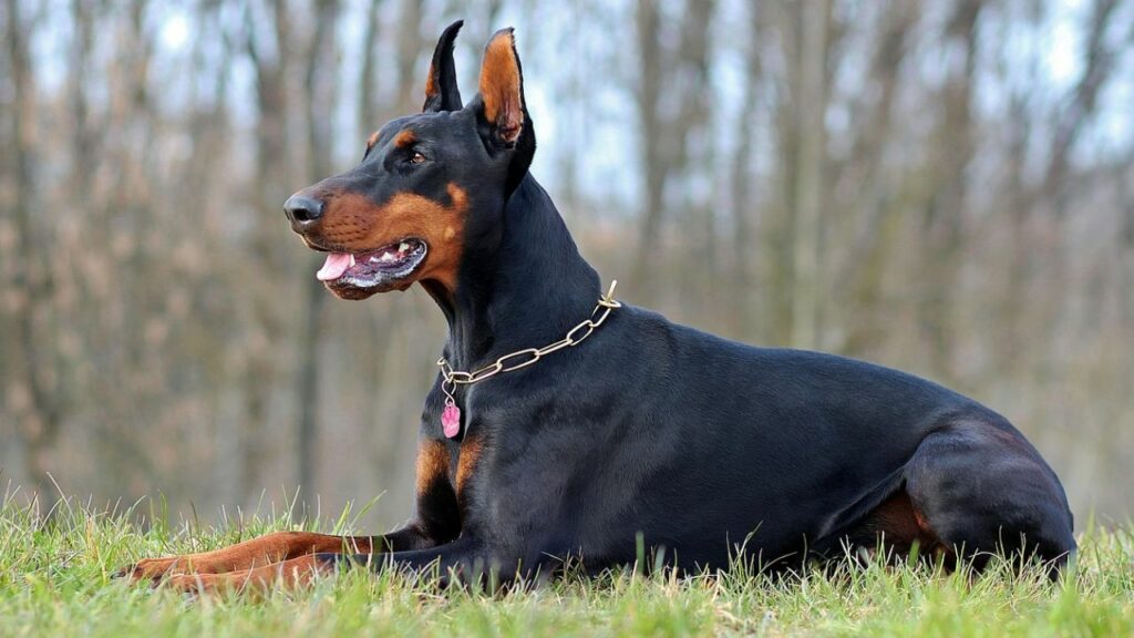 miglior cane da protezione per le donne