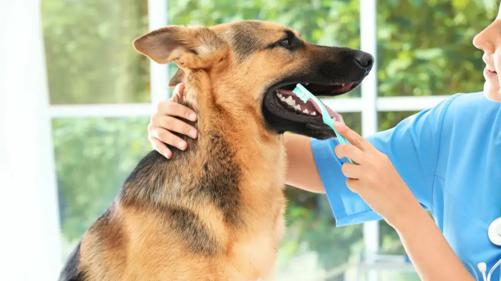 Condizioni dentali comuni nei cani