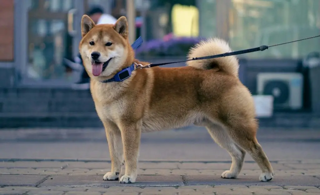 Addestramento del cane per la protezione