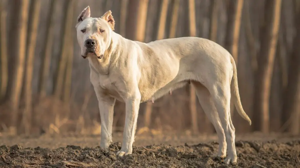 i migliori cani da guardia per le escursioni
