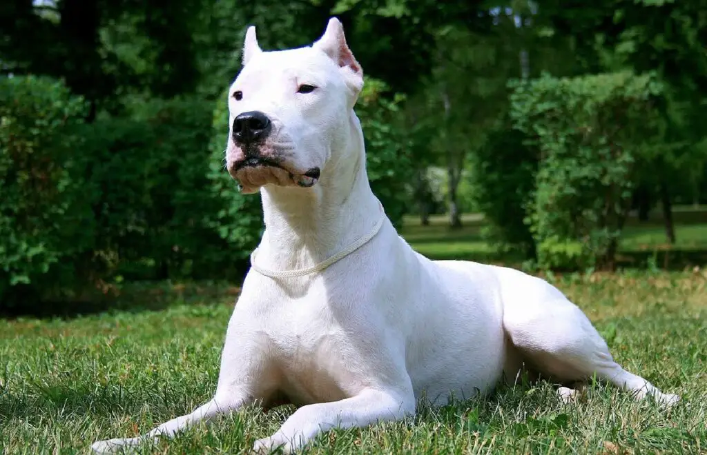 razze di cani protettivi bianchi