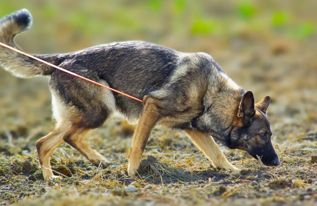 quale razza di cane può sentire l'odore del cancro?
