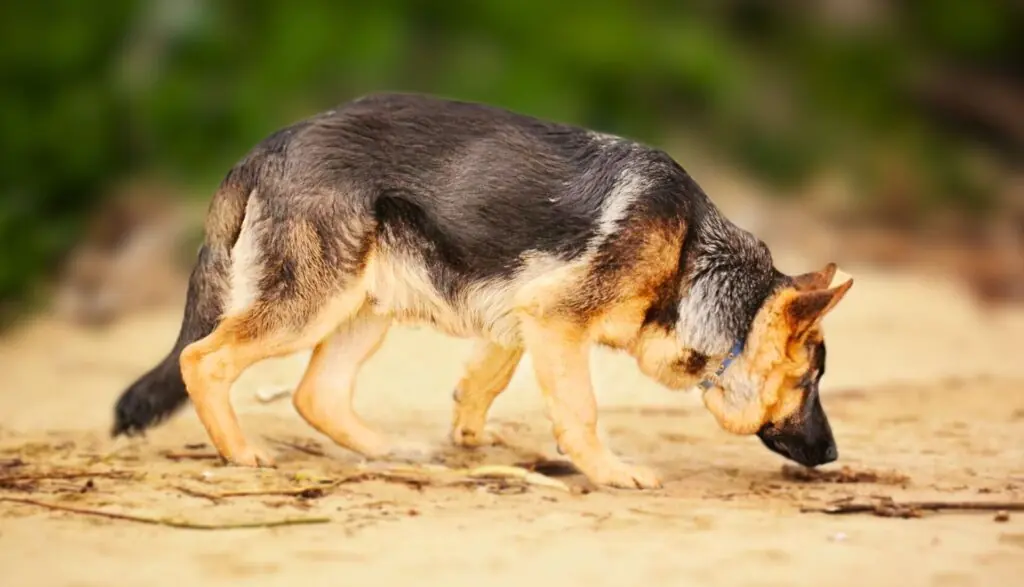 Dogs With the Best Sense of Smell 4