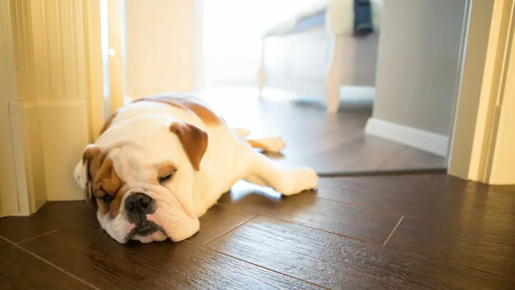 cane che dorme a testa in giù