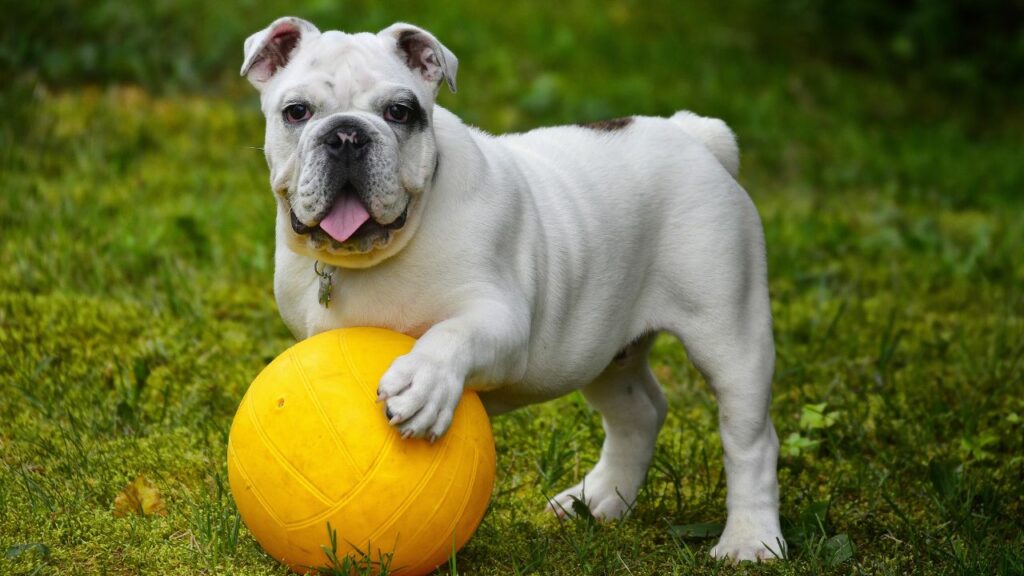 Quale razza di cane ha bisogno di meno esercizio fisico?
