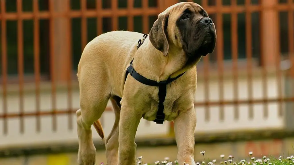 la migliore razza di cane per un singolo lavoratore