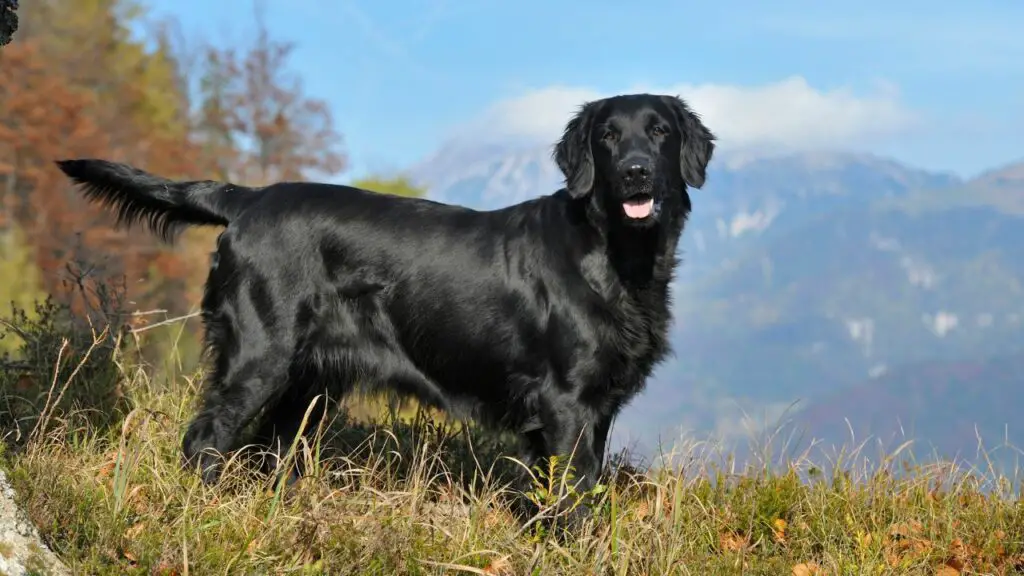 tipologie di retriever