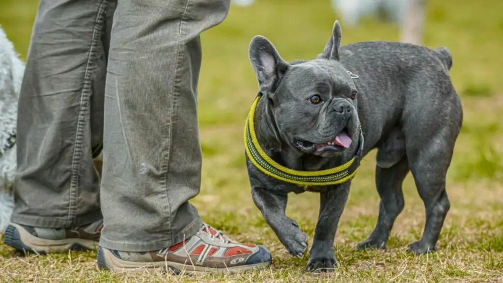 miglior cane di piccola taglia per uomo single