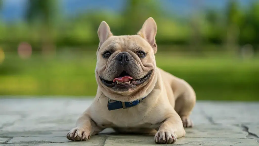 sono bulldog francesi ad alta manutenzione
