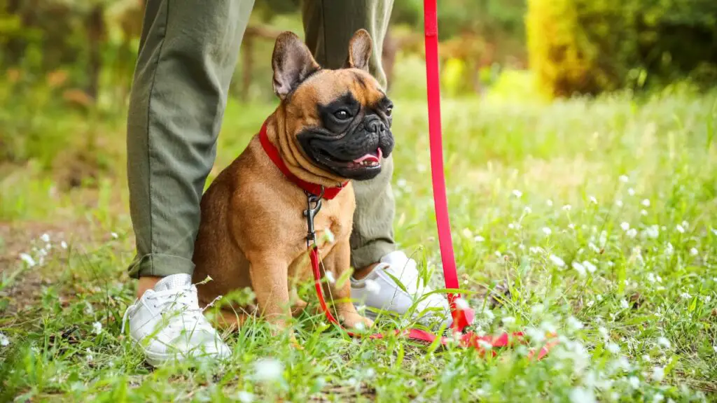 cani di supporto emotivo