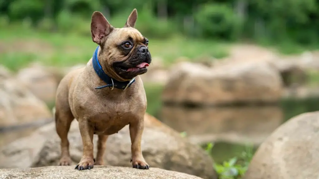 Razze di cani che abbaiano raramente 