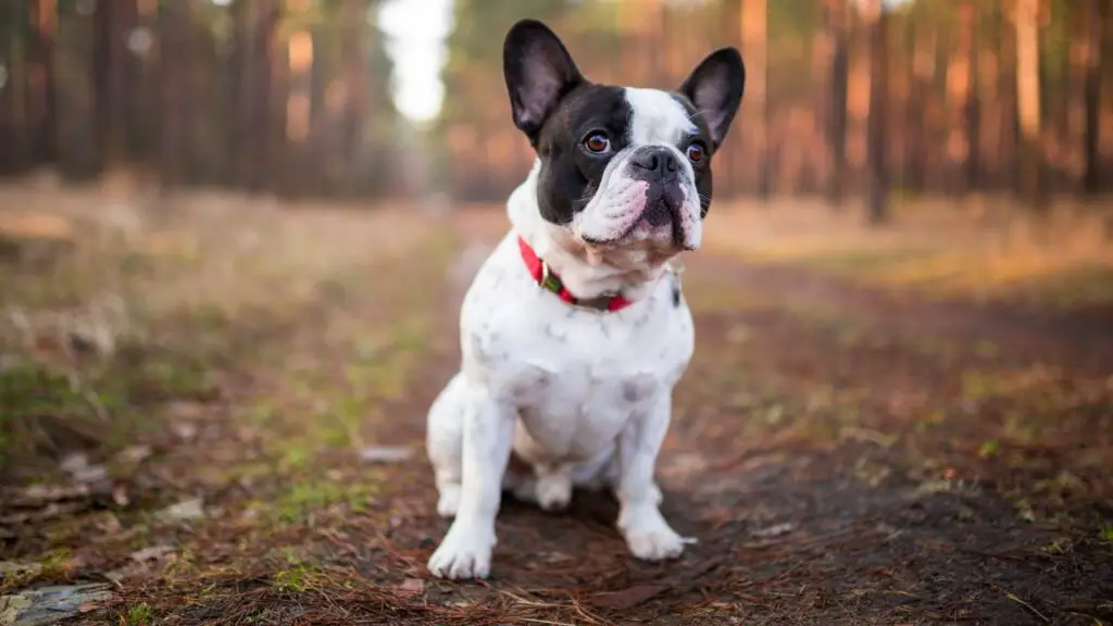 pro e contro di un bulldog francese
