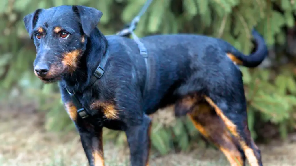 German Jagdterriers