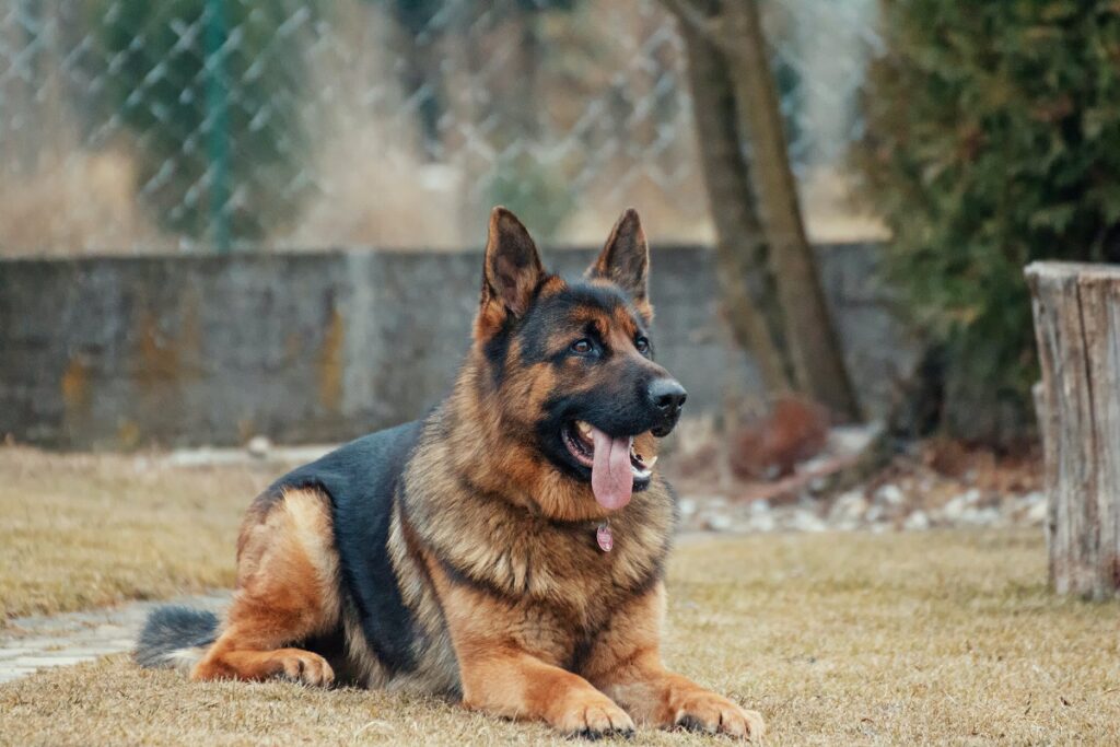 miglior cane da guardia
