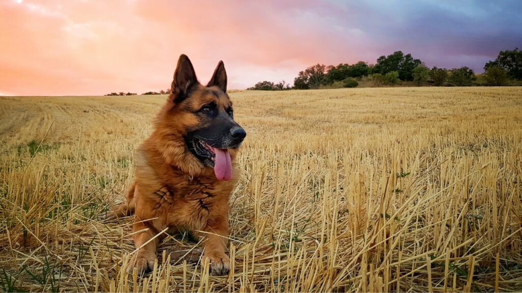 tipi di cani da pastore