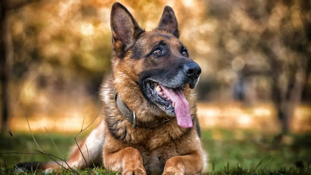 allergie alimentari comuni per i cani
