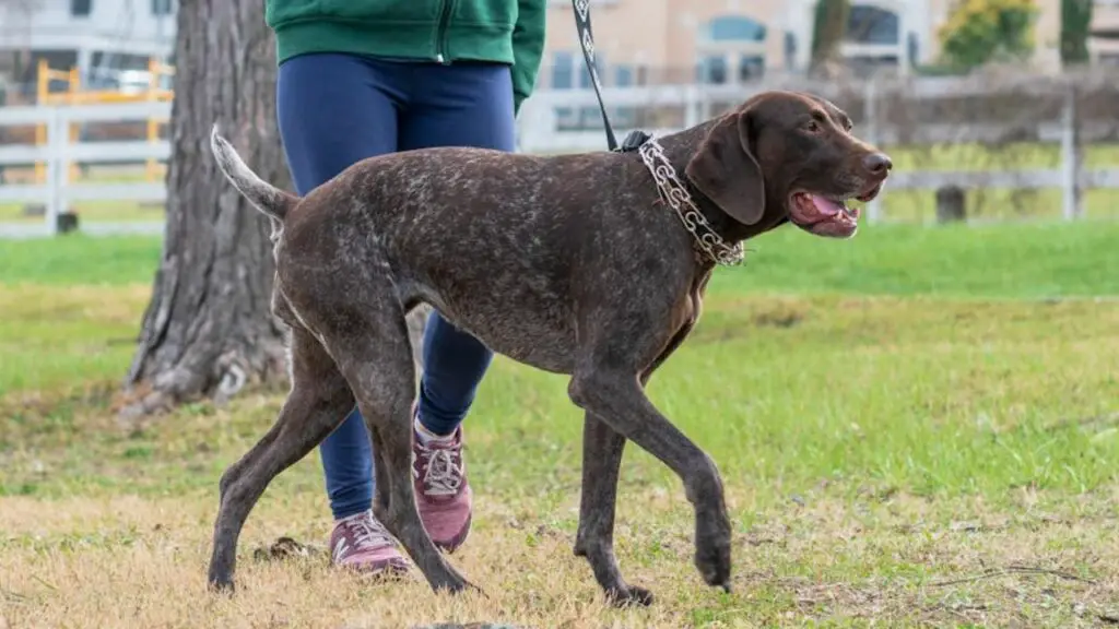 qual è il cane perfetto
