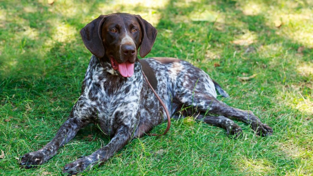 cani con il miglior senso dell'olfatto
