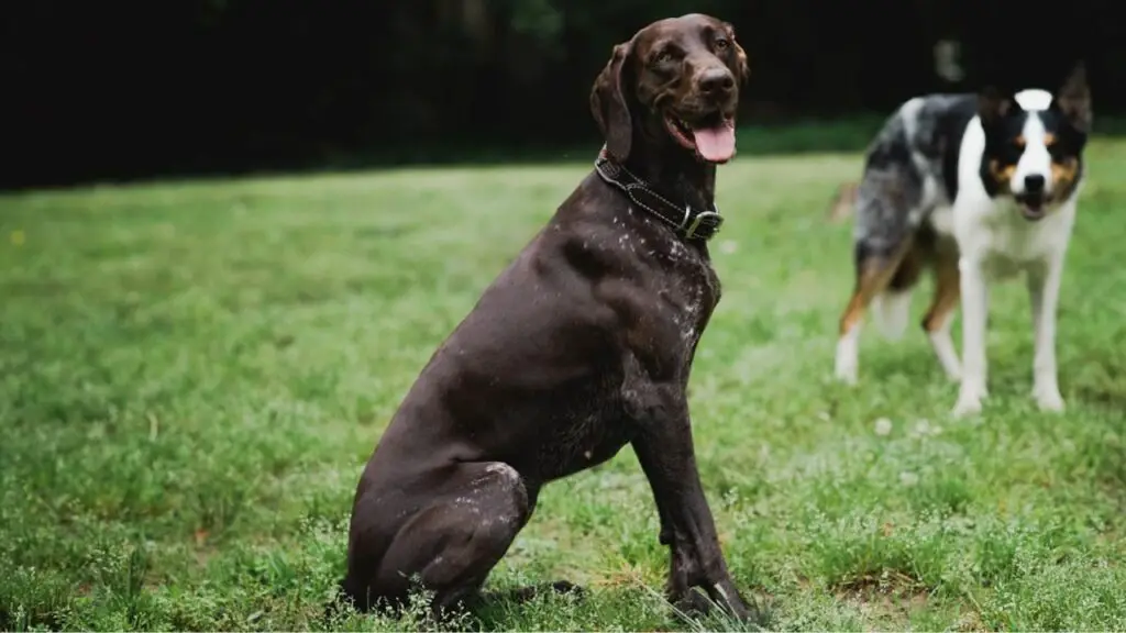 i migliori cani per correre
