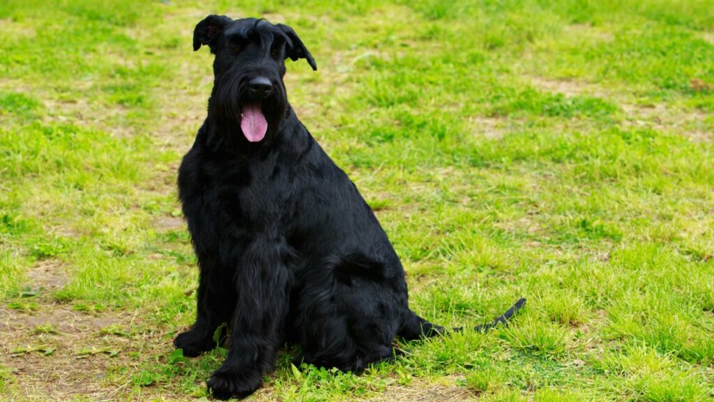 lo Schnauzer gigante è un buon cane da guardia