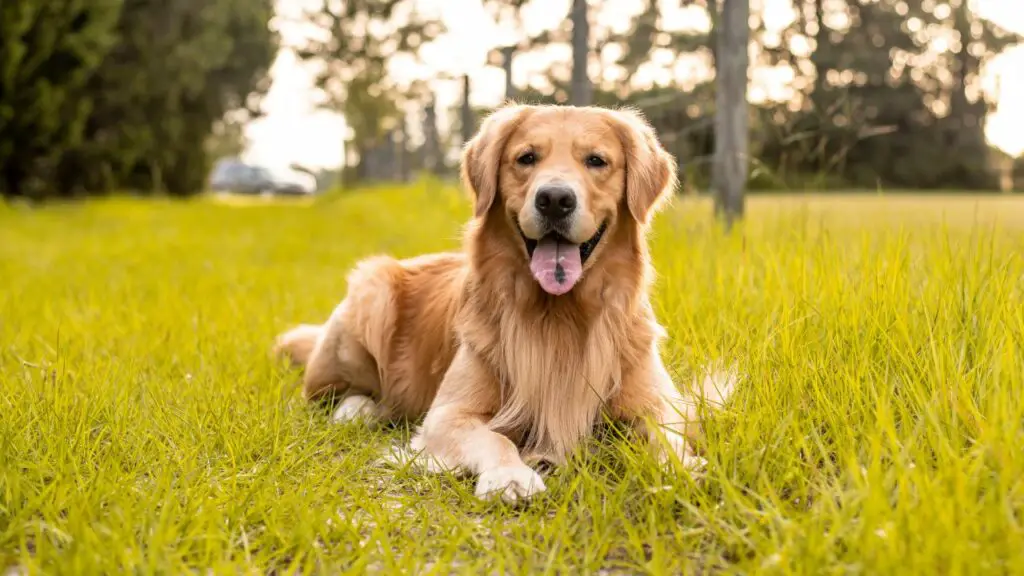 cani per vivere nei boschi
