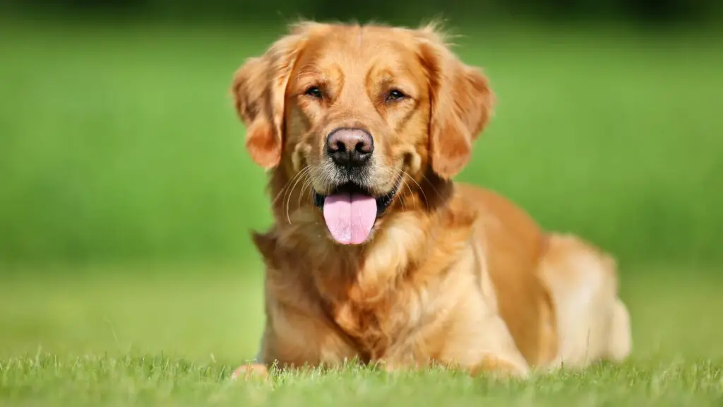 Razze di cani per coppie di novelli sposi