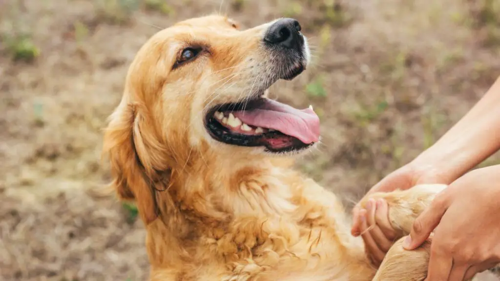 razze di cani più affettuose